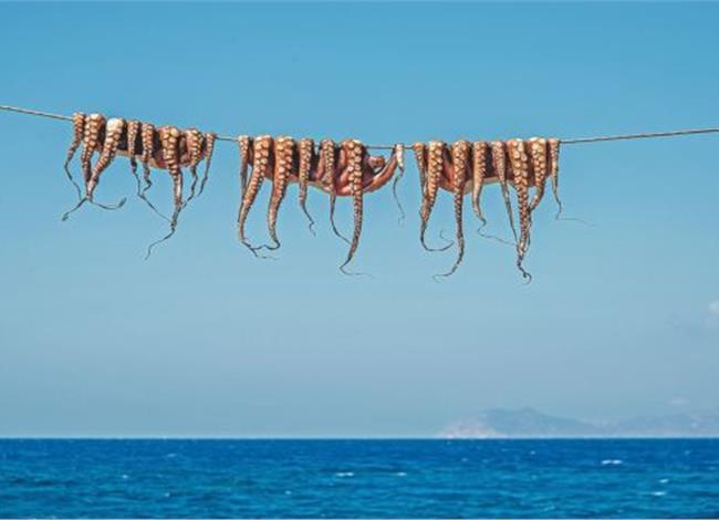 Χταπόδι: Και θρεπτικό και με χαμηλή χοληστερίνη Χταπόδι: Και θρεπτικό και με χαμηλή χοληστερίνη