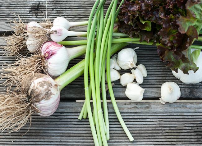 Garden Therapy: Καλλιεργώ σκόρδο Garden Therapy: Καλλιεργώ σκόρδο