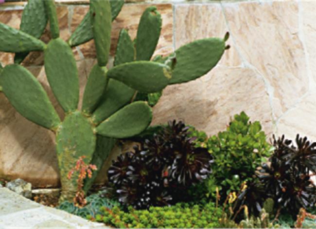 GARDEN THERAPY: Ο άνυδρος κήπος GARDEN THERAPY: Ο άνυδρος κήπος